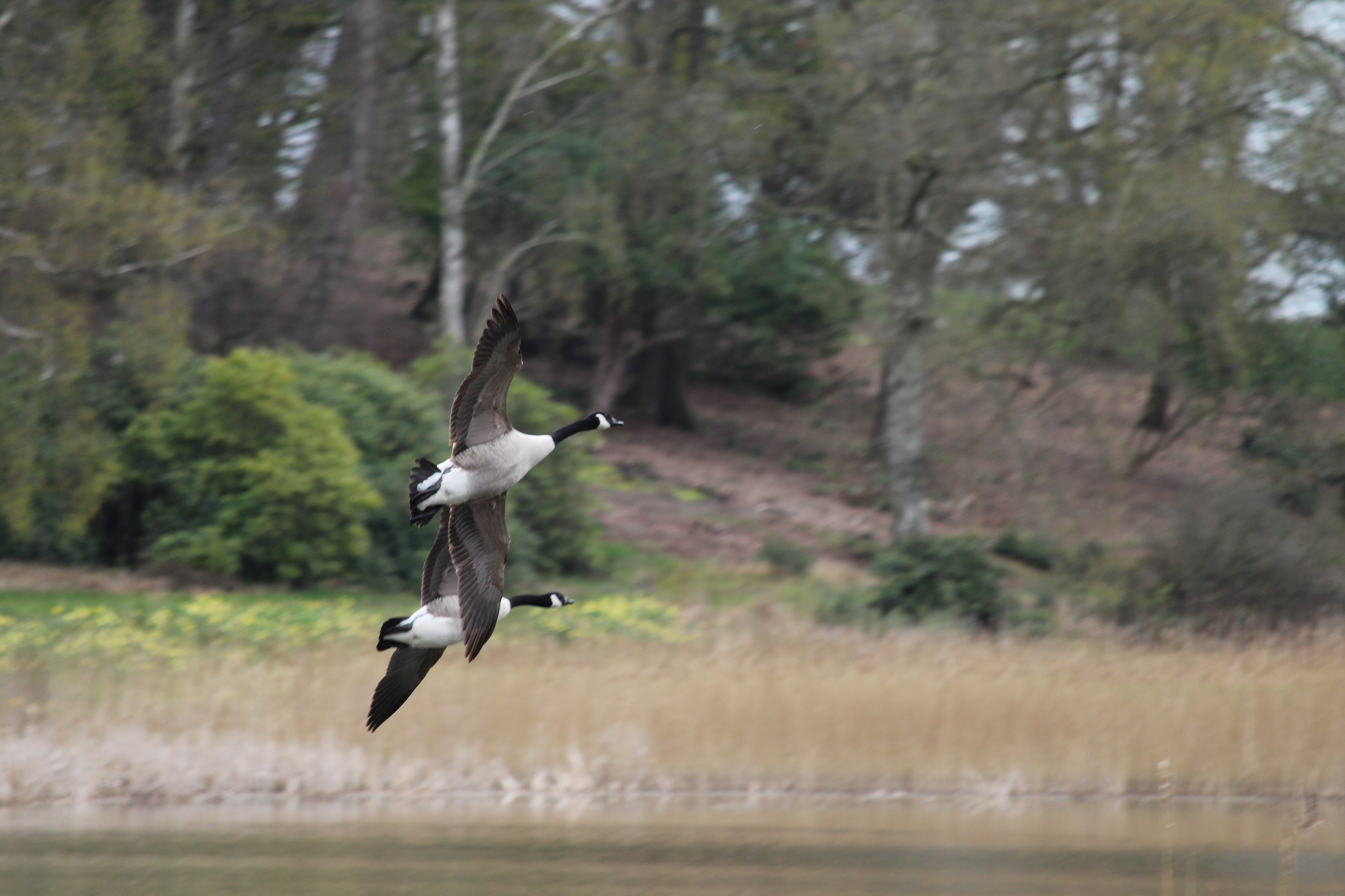 Two geese flying low just above a lake's surface