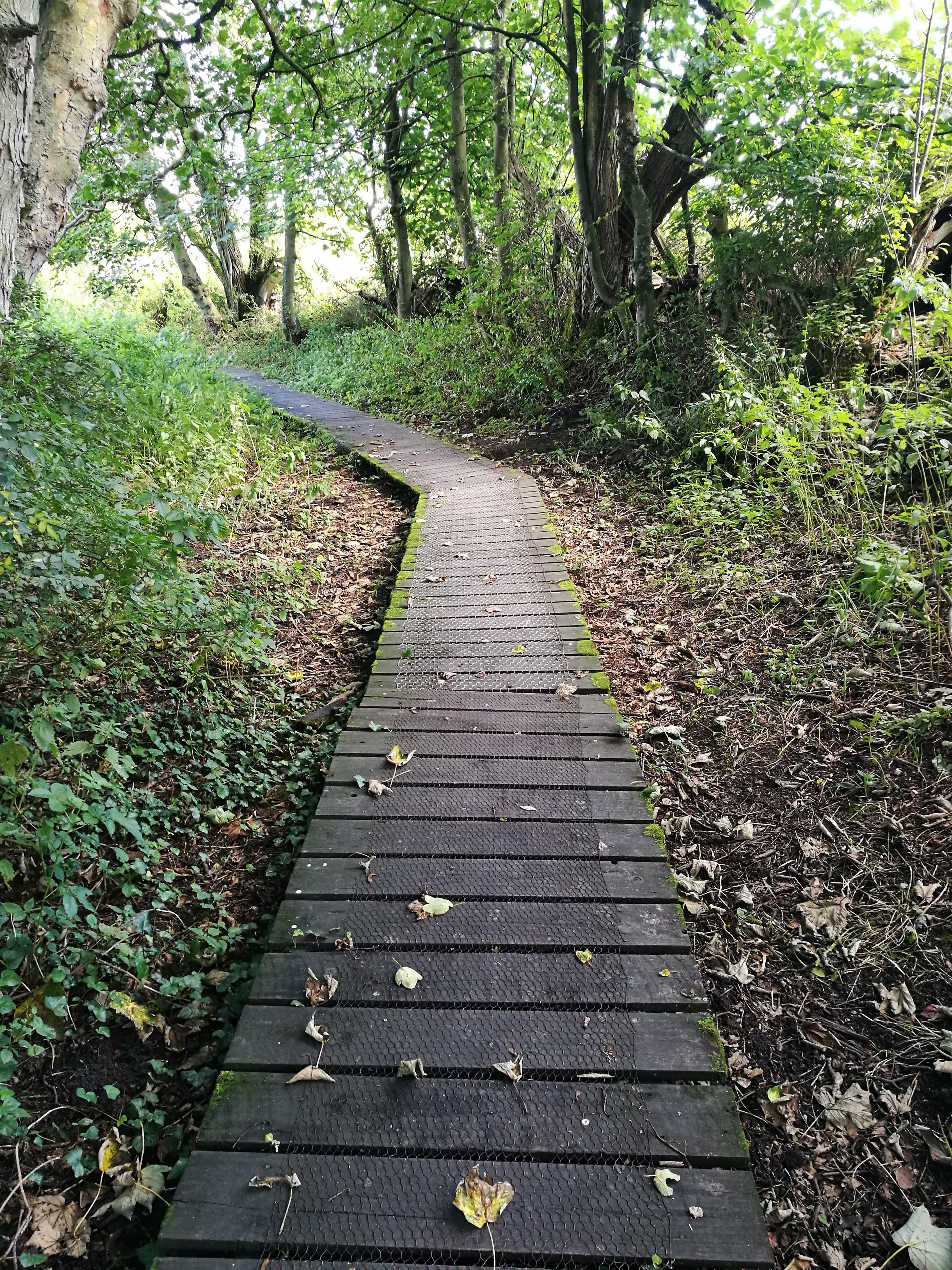 A thin wooden path goes straight, then abruptly turns to the left and out of sight.