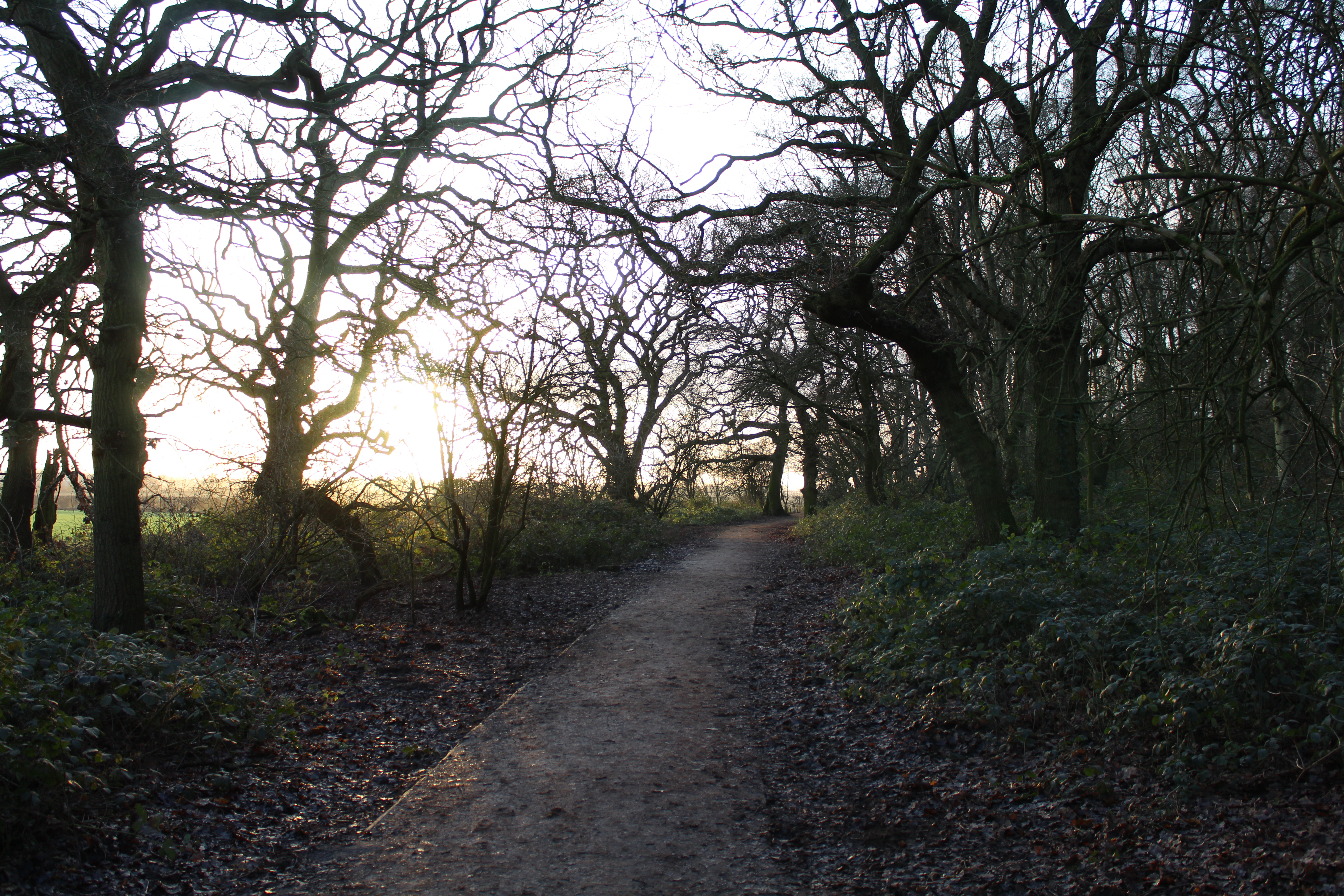 A muddy footpath surrounded by trees in Winter, the sun rises through the gaps.