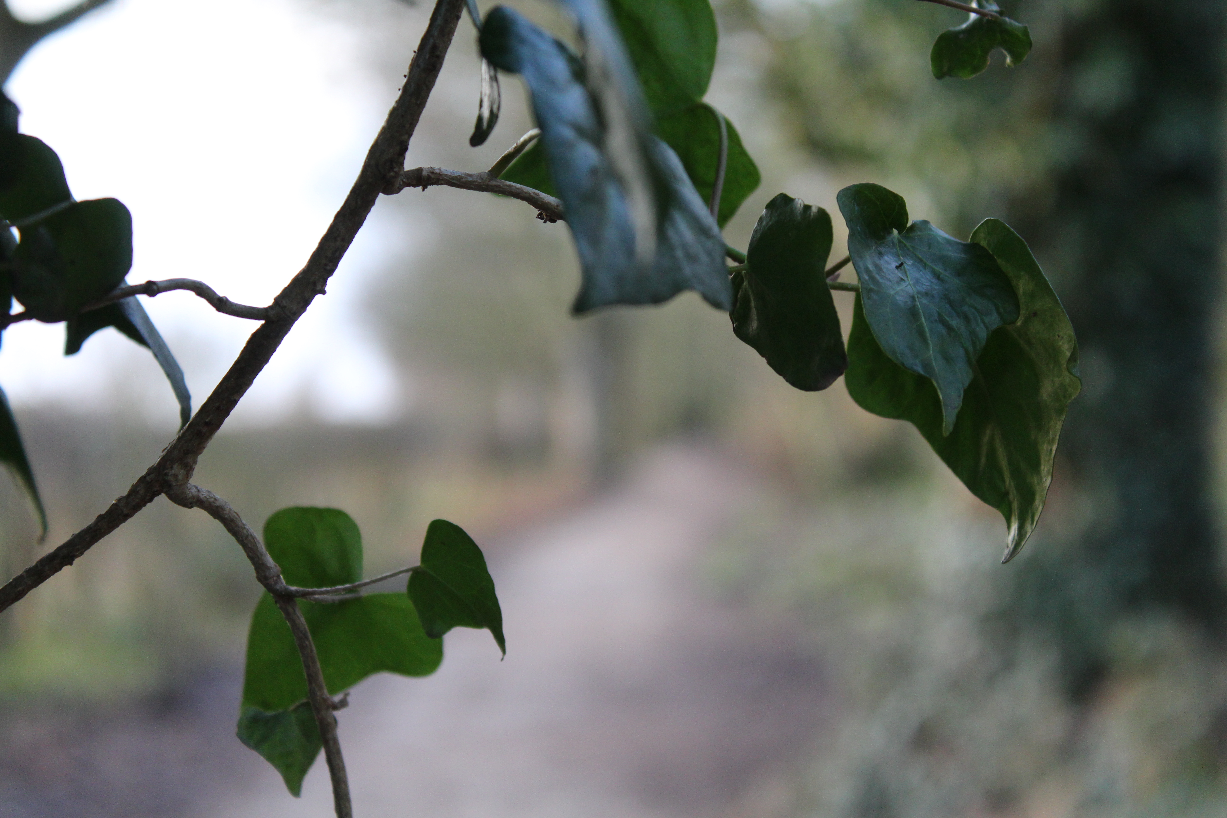 A macro shot of some leaves on a thin branch.