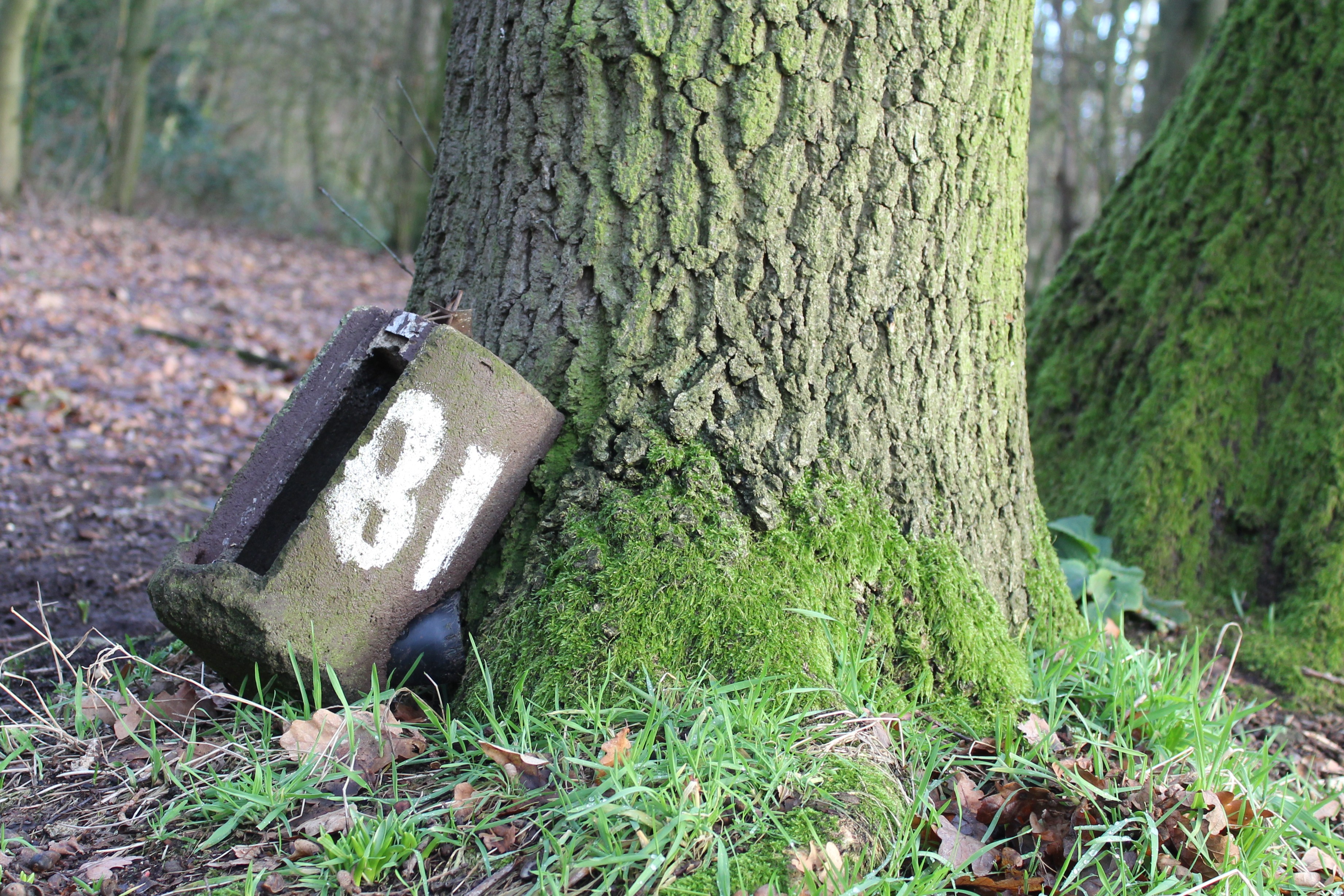 A hollow container with "81" written on it leans against a mossy tree.
