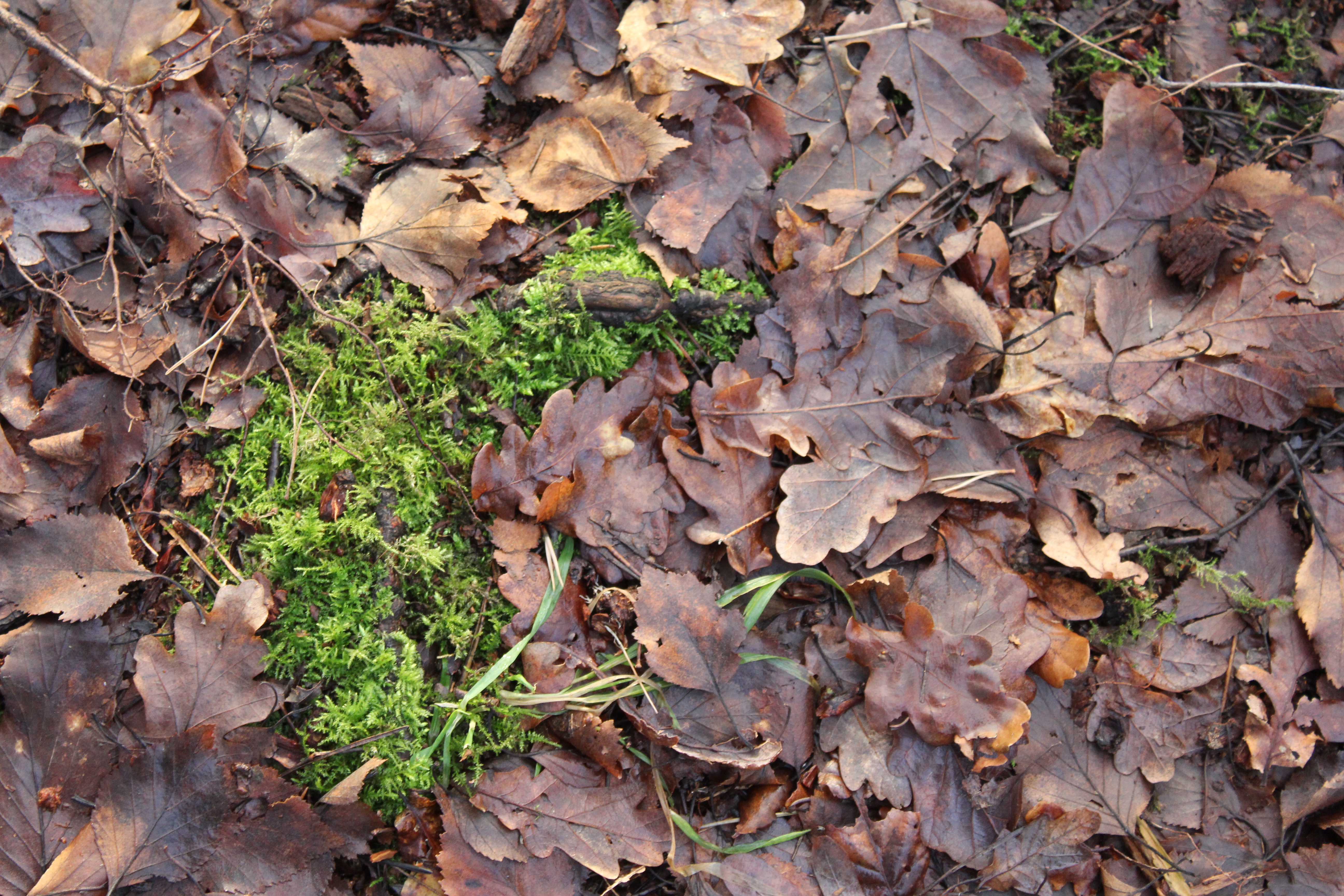 Crescent shaped moss is surrounded by fallen brown leaves.