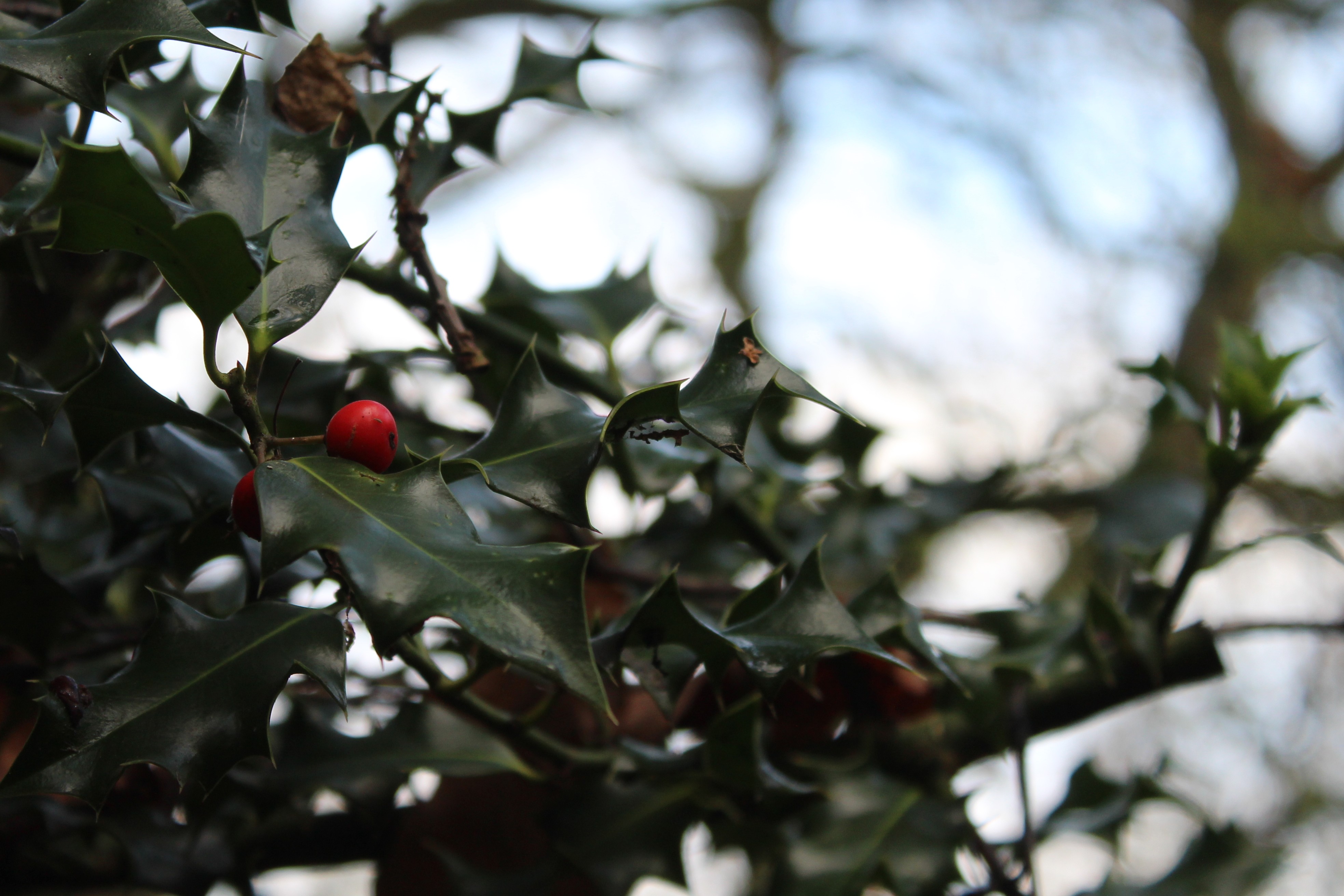 Two red berries cling on to some holly.