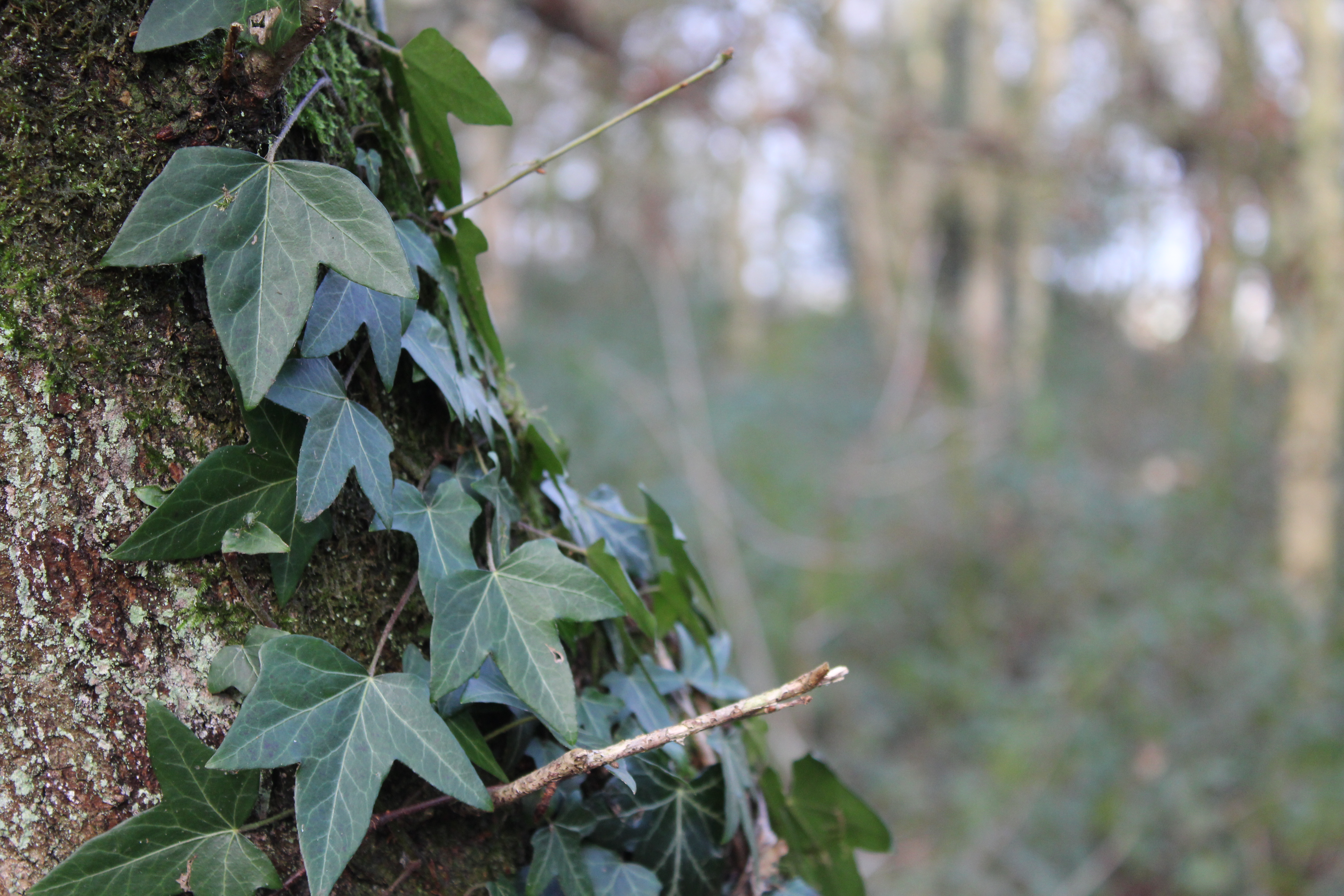 Ivy growing on a tree.
