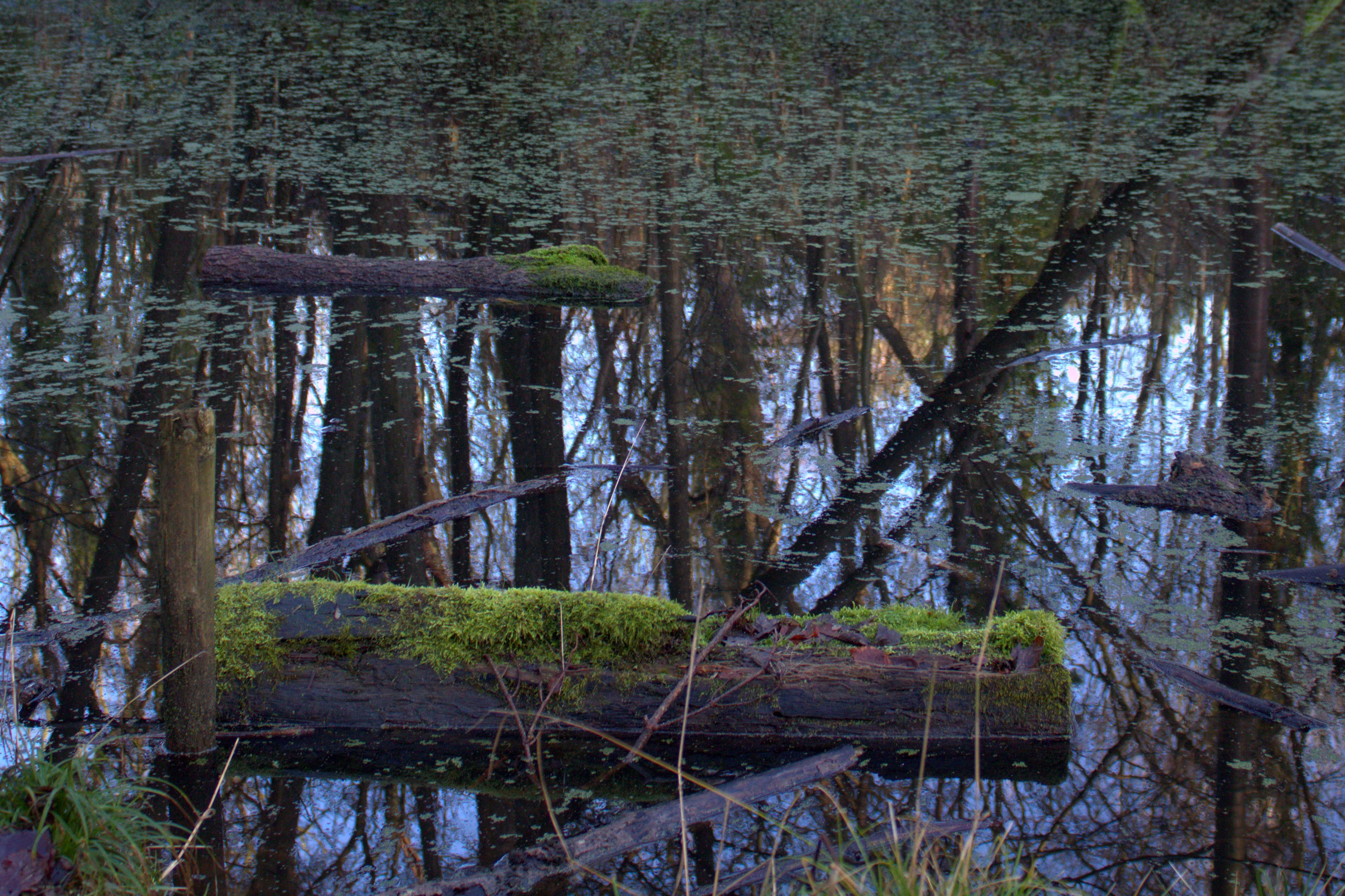 Two logs float in a murky pond with the surrounding trees reflected in the water's surface.