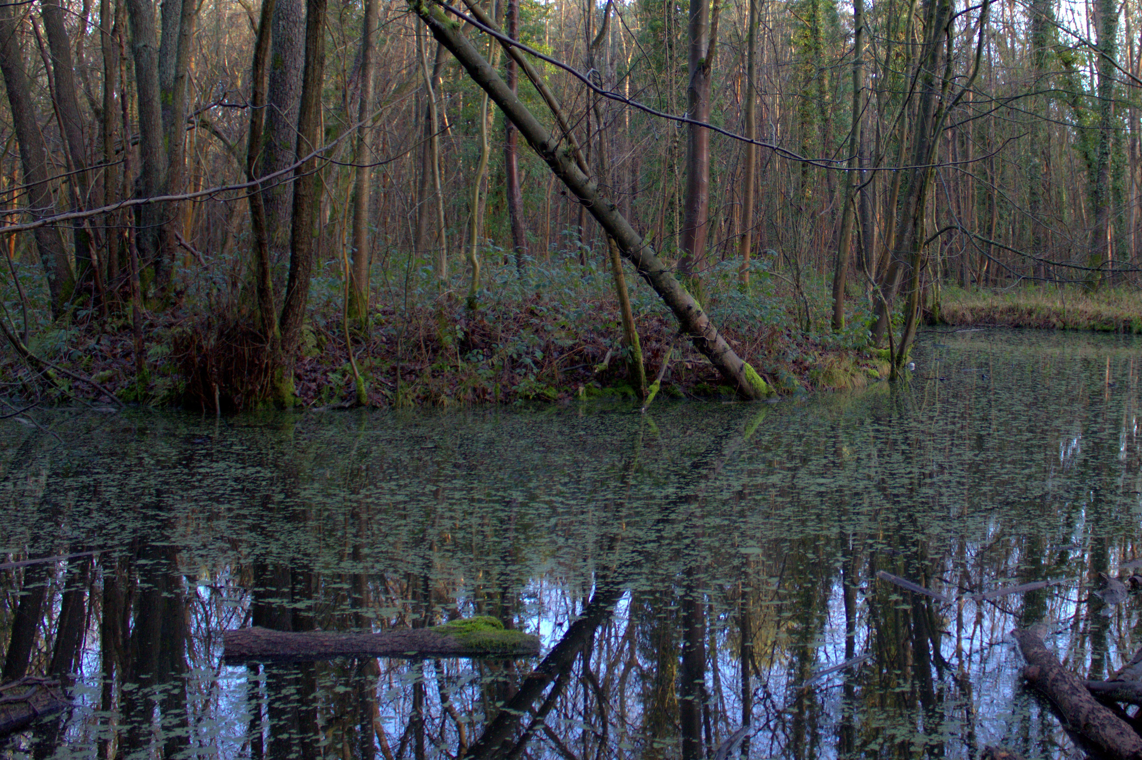 A falling tree reflects in the water, creating an arrow. The water is murky, and the trees bare.