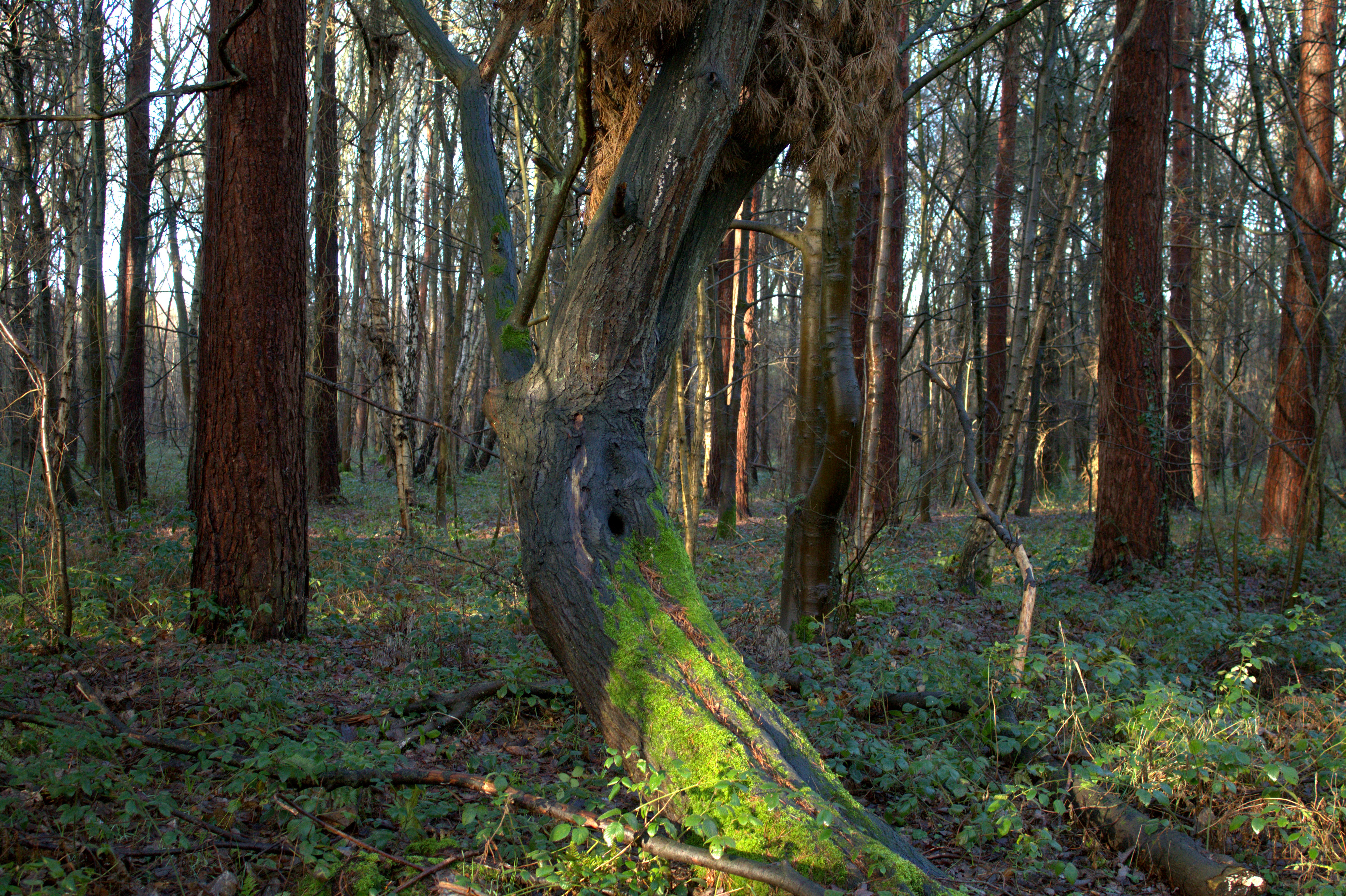 A mossy tree is bent in the shape of a banana.