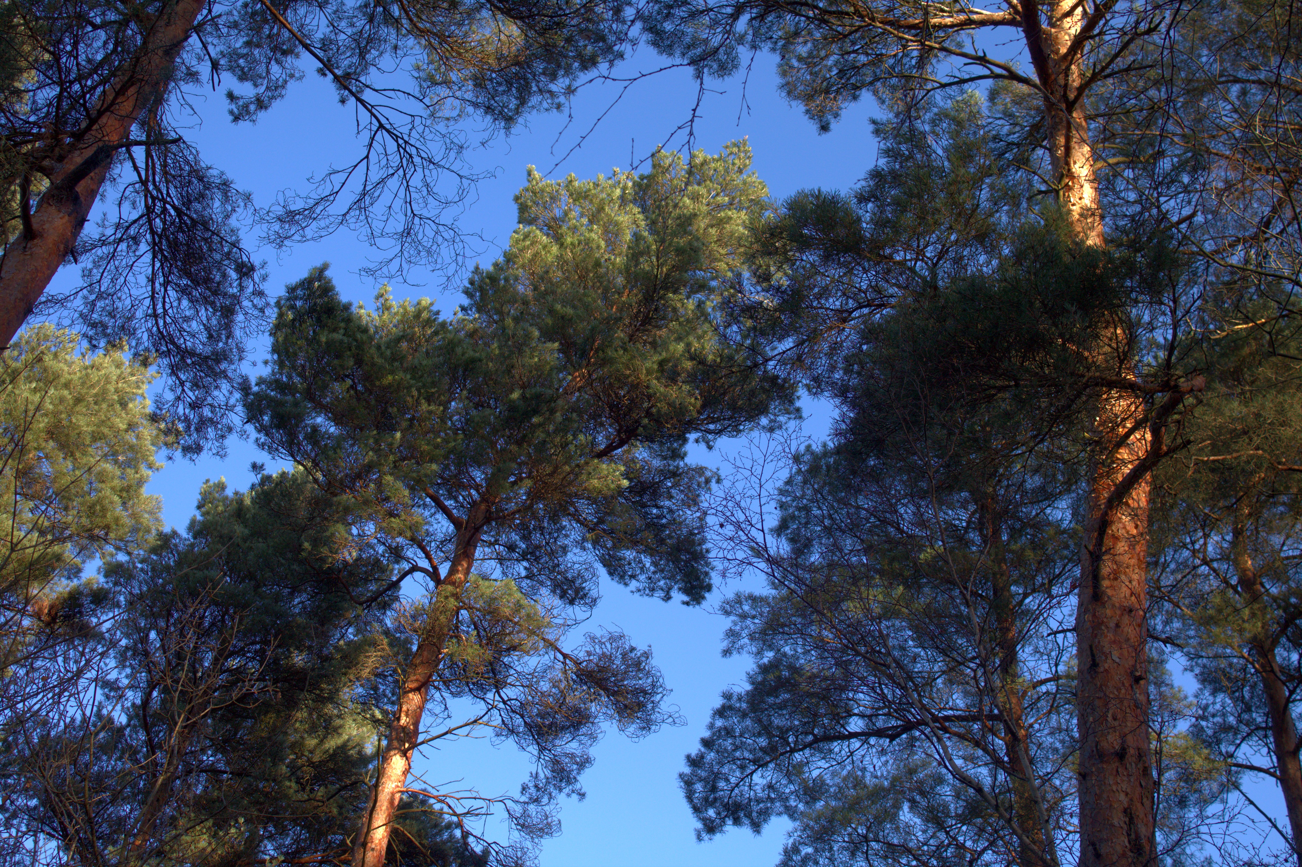 A shot straight up at the tall, thin trees against a bright blue sky.