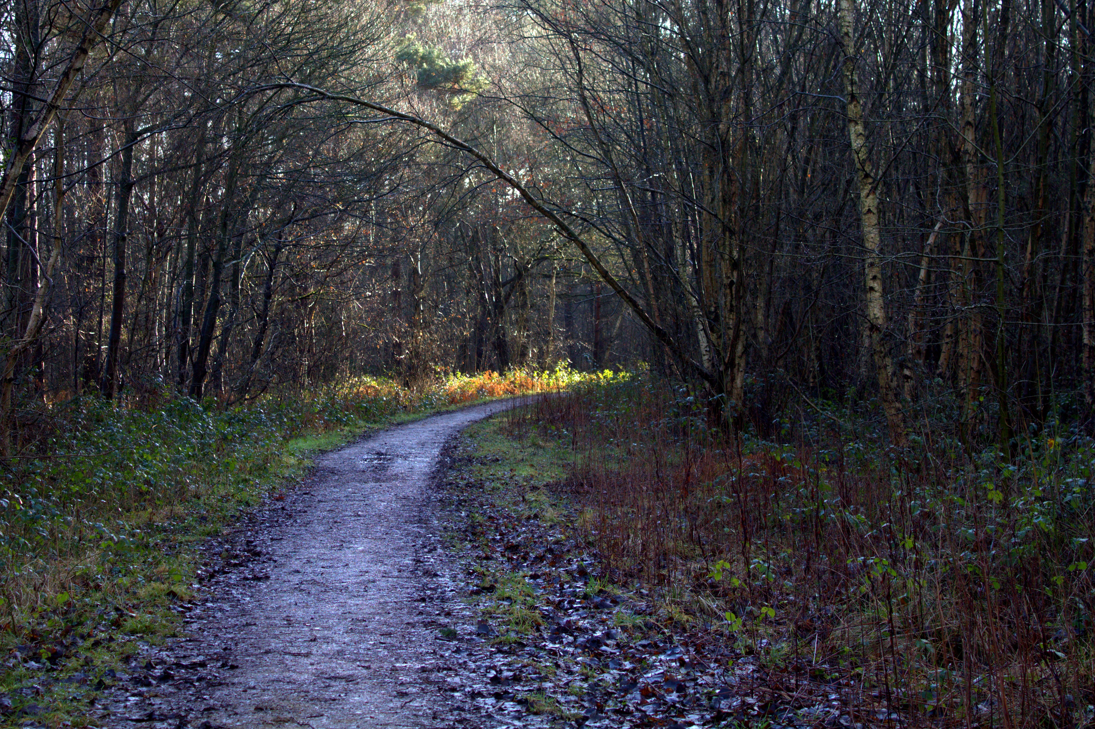A muddy path bends to the right, the sun shining as it curves out of view.