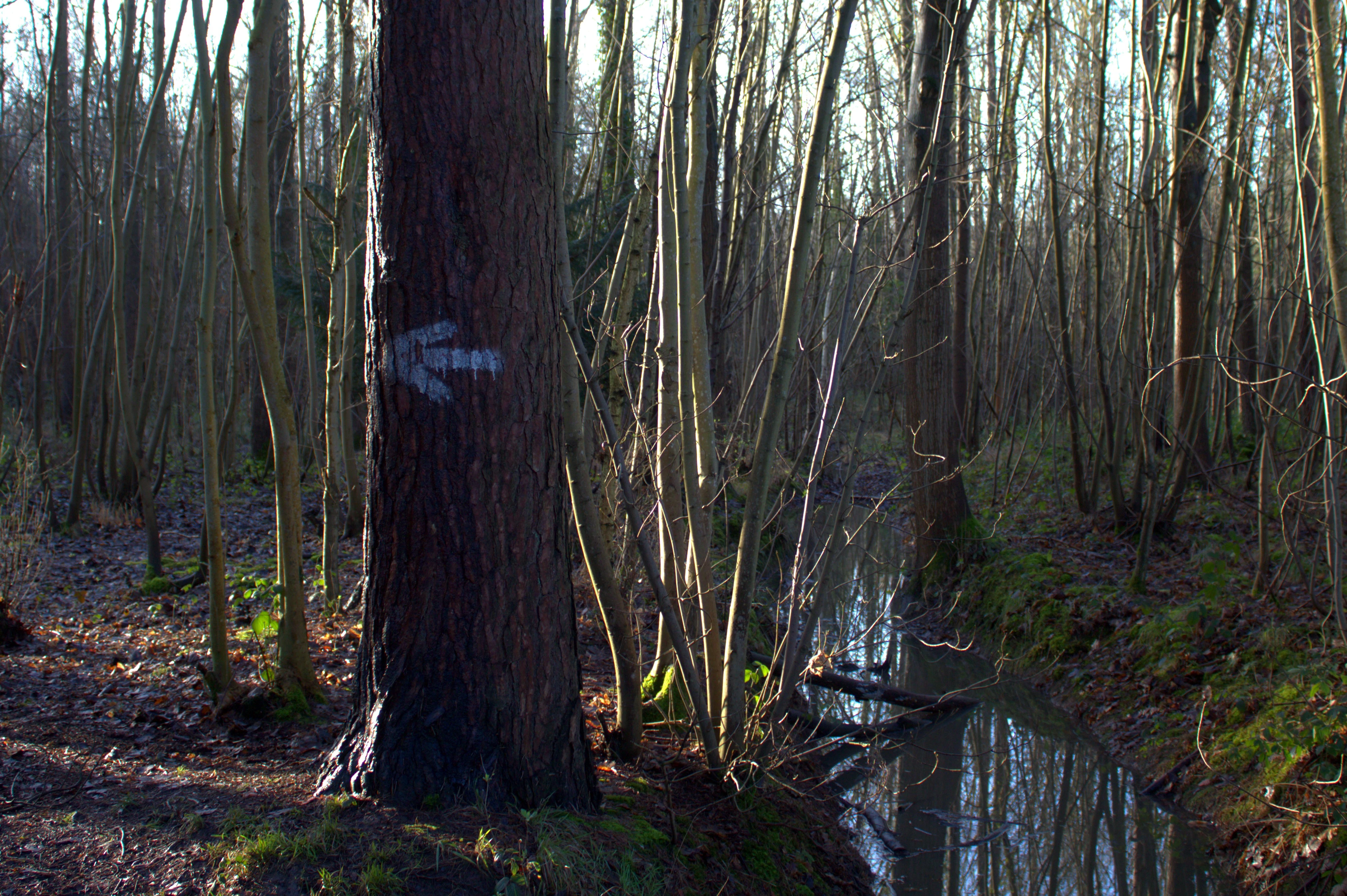 An arrow is spray painted on a tree pointing left, we cannot see what it is pointing at.