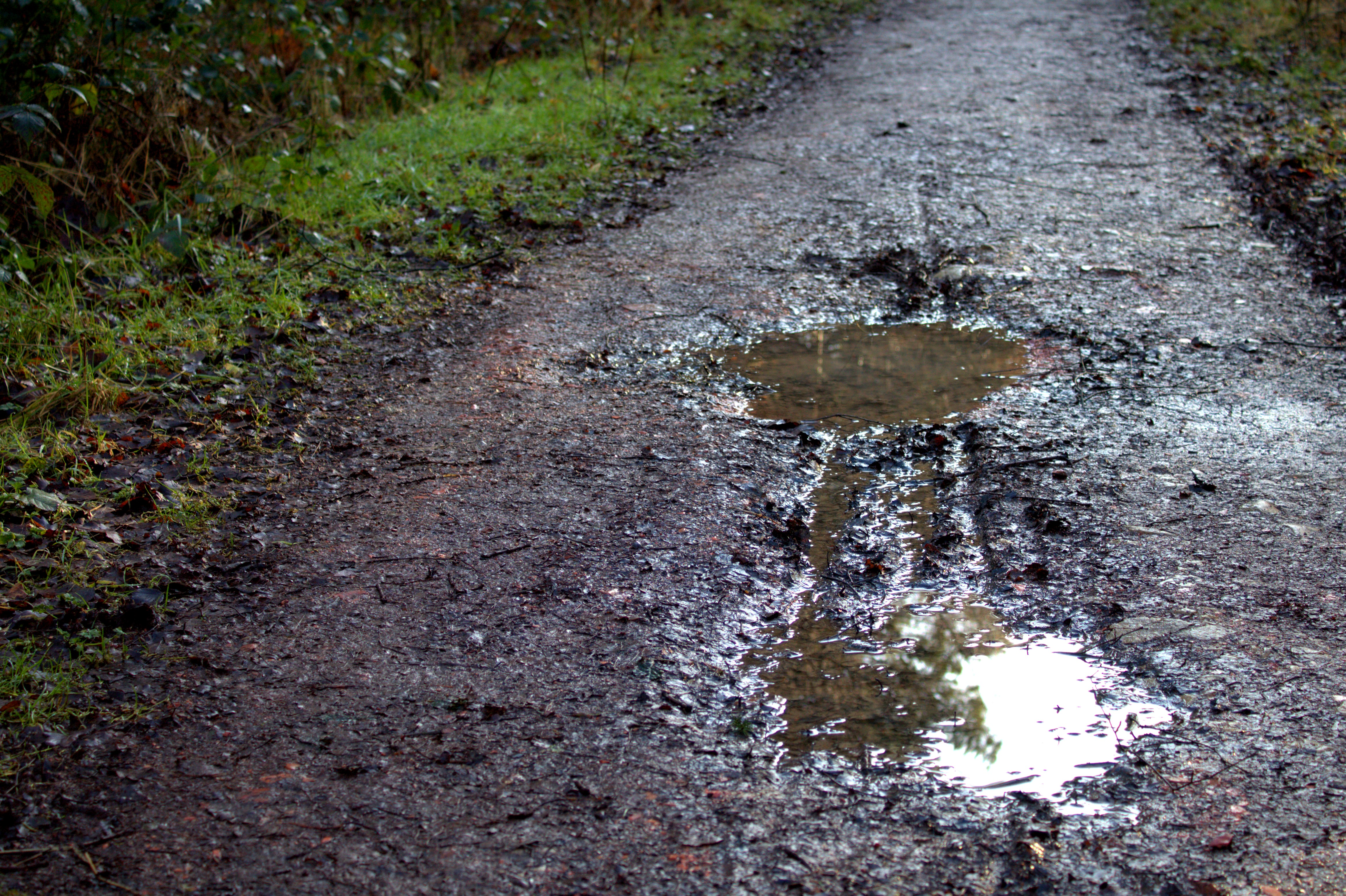 A puddle reflects the sunlight in a muddy path.