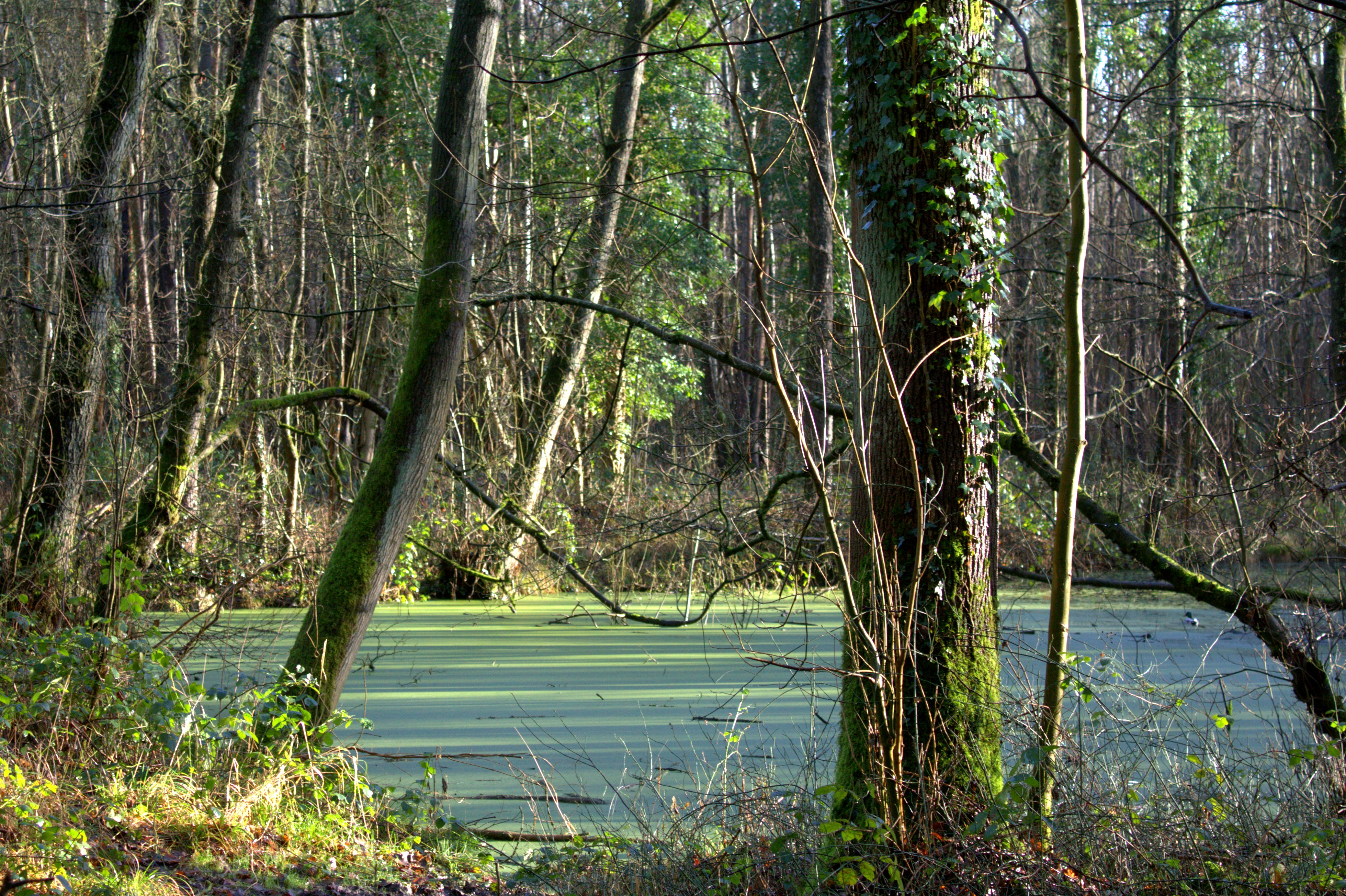 An ivy, moss covered tree stands in the foreground, in the background is an algae covered pond.