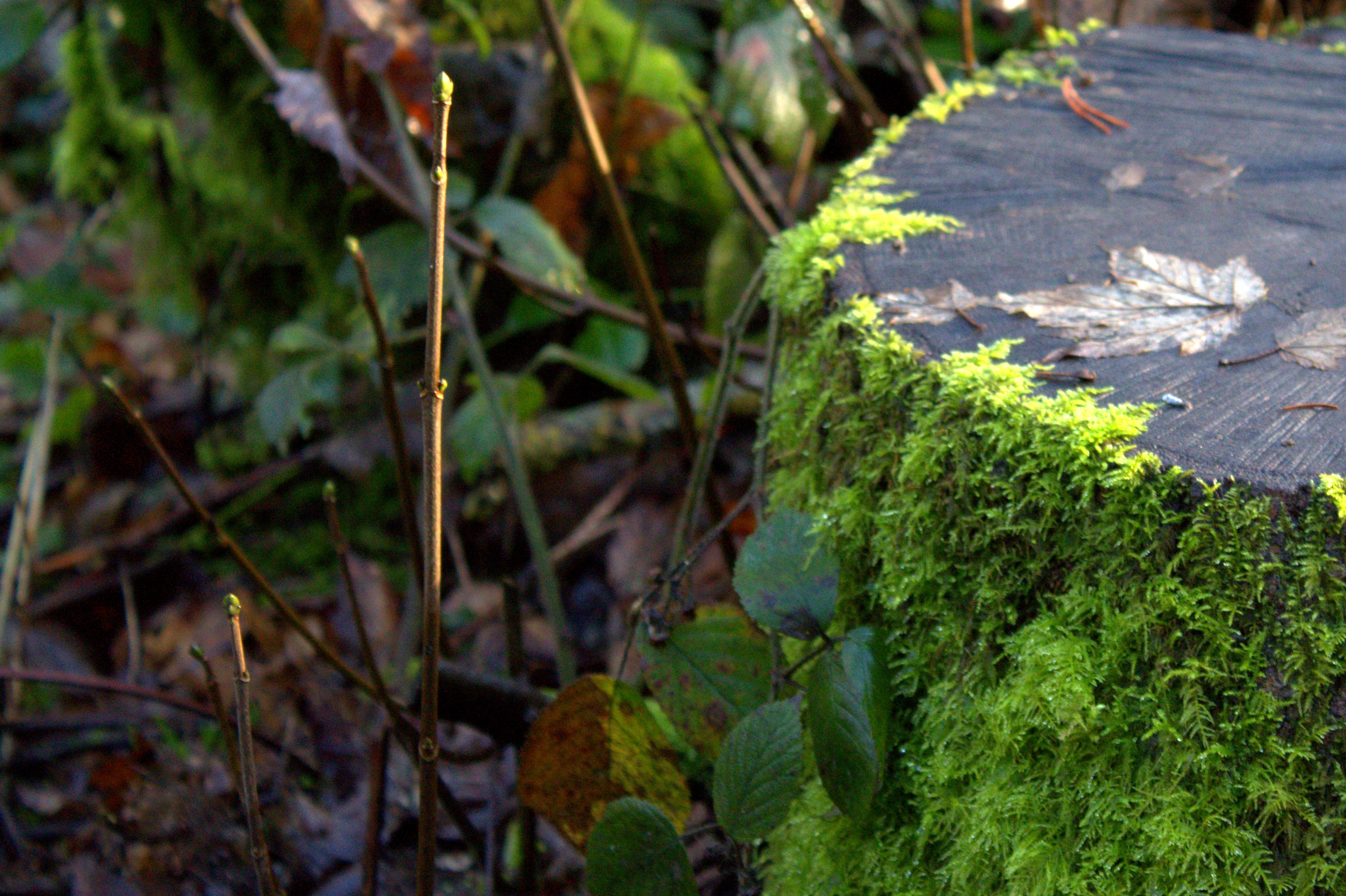 A new shoot grows next to a mossy tree stump.