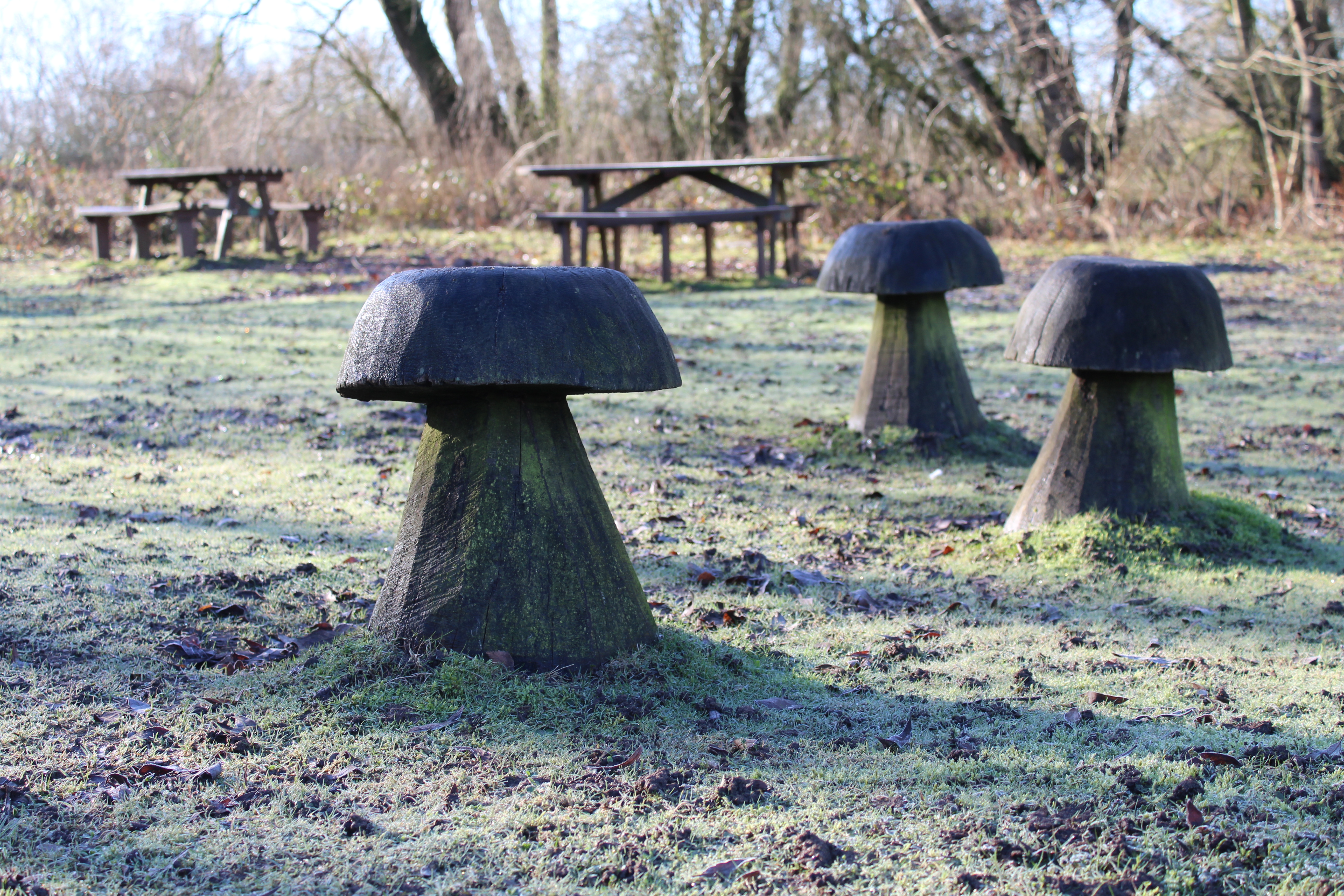 Three wooden mushrooms stand out in frosted moss.