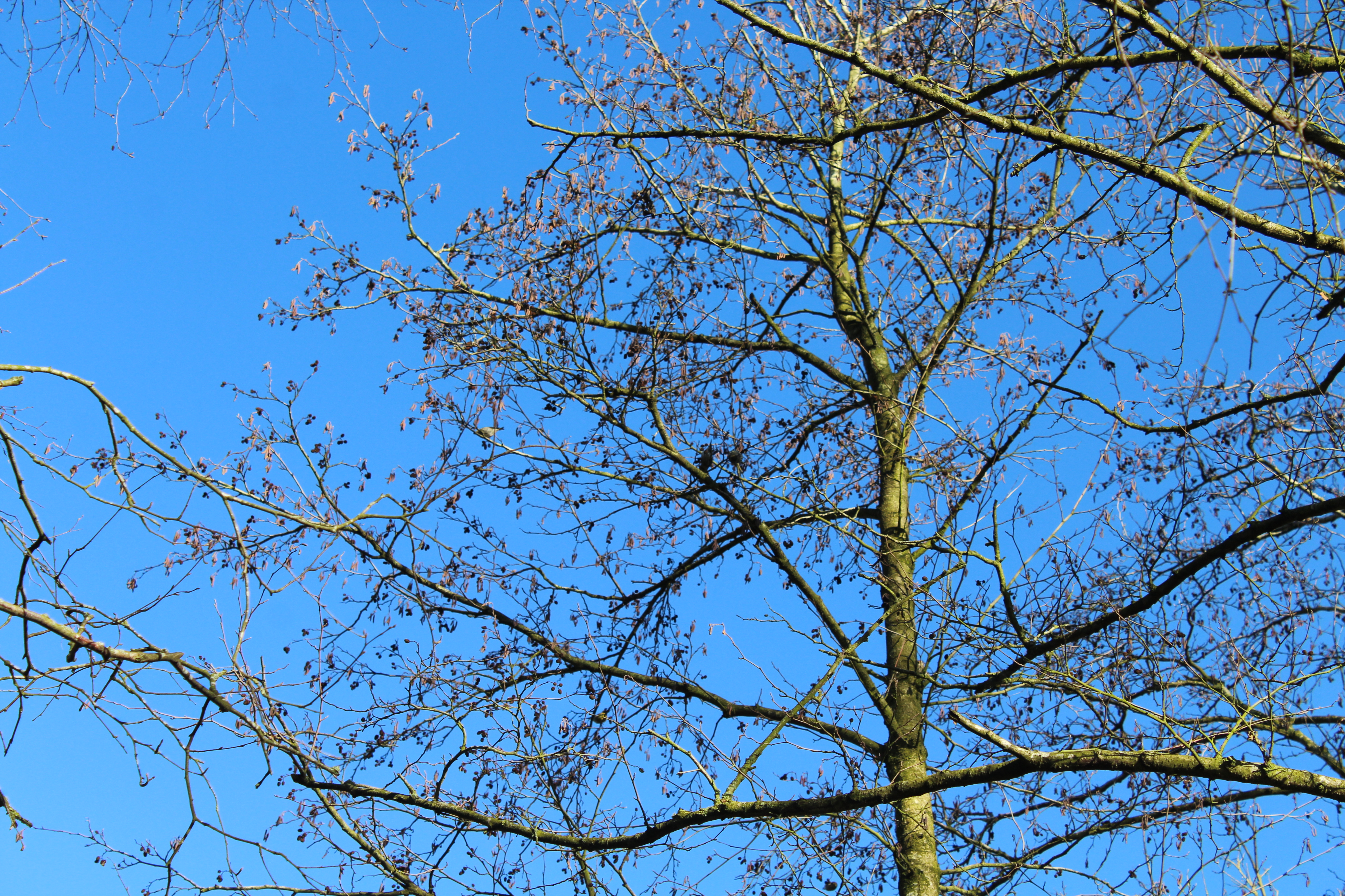 The last remnants of dead leaves cling to a tall, proud tree against a bright blue sky.