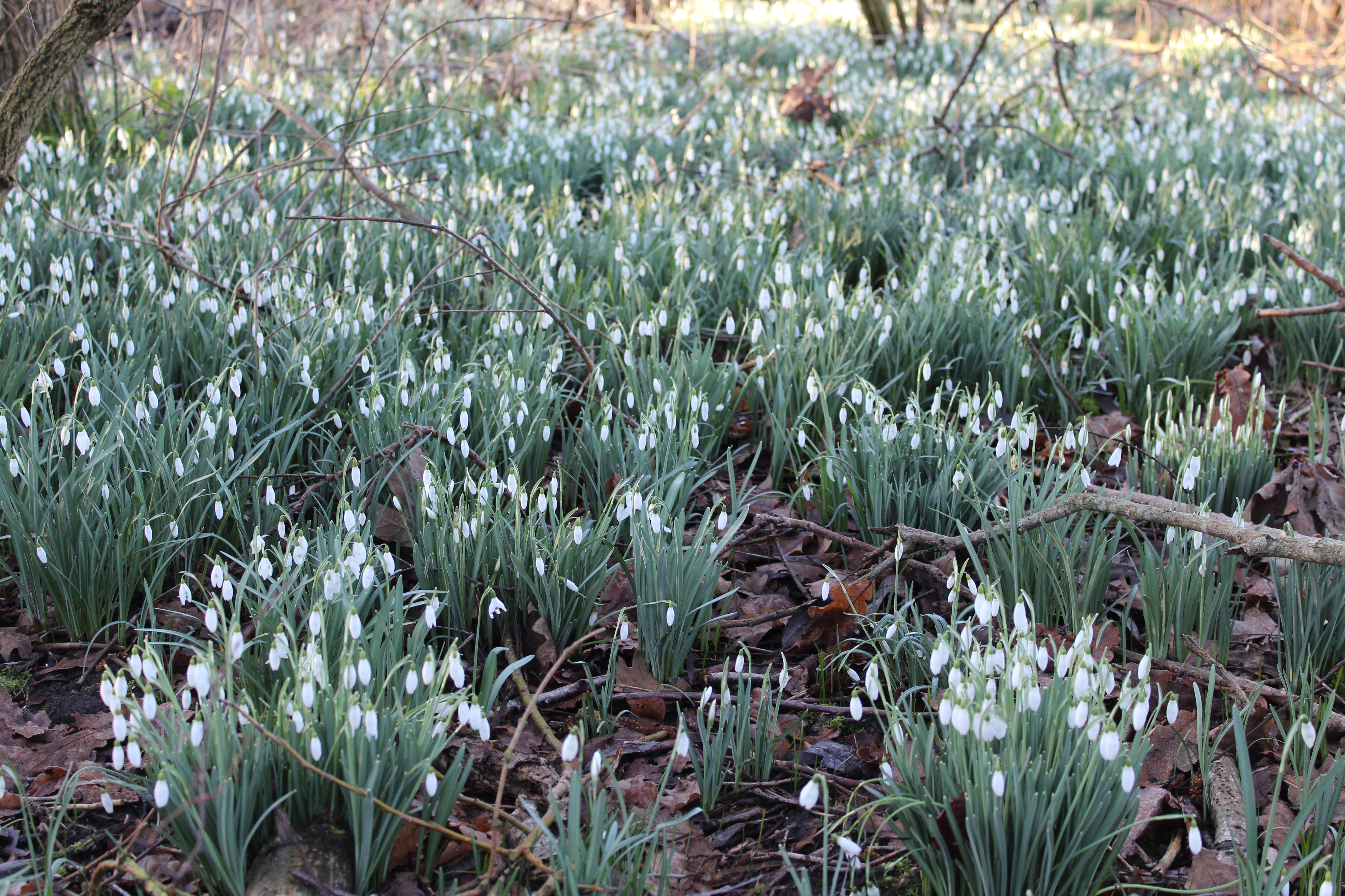 A small field of snowdrops stands out above twigs and dead leaves.