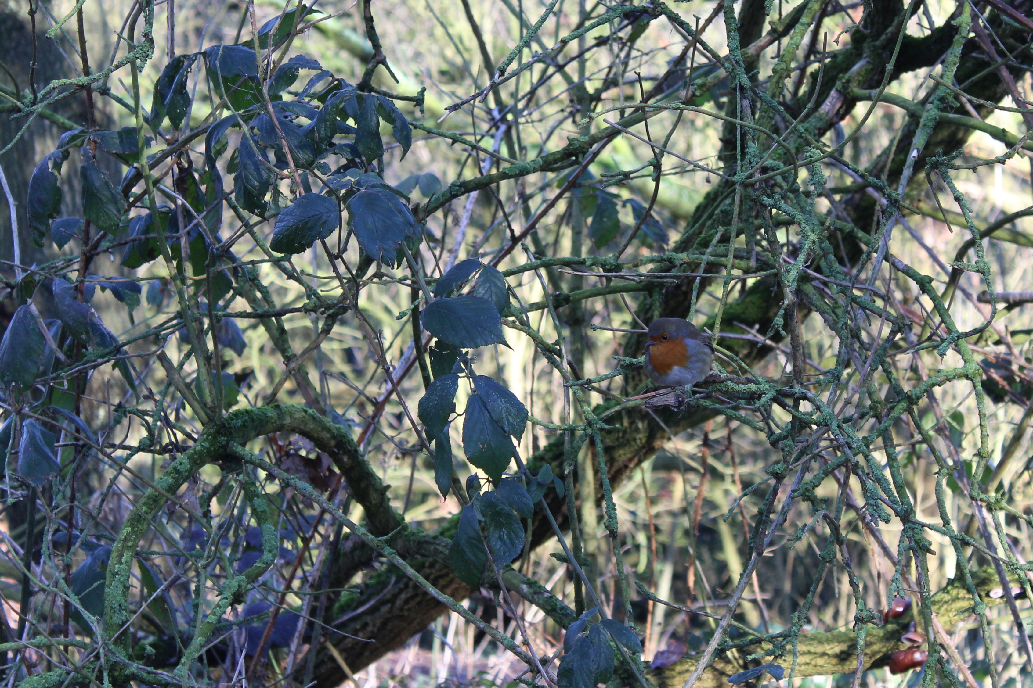 A robin surrounded by mossy twigs and branches.
