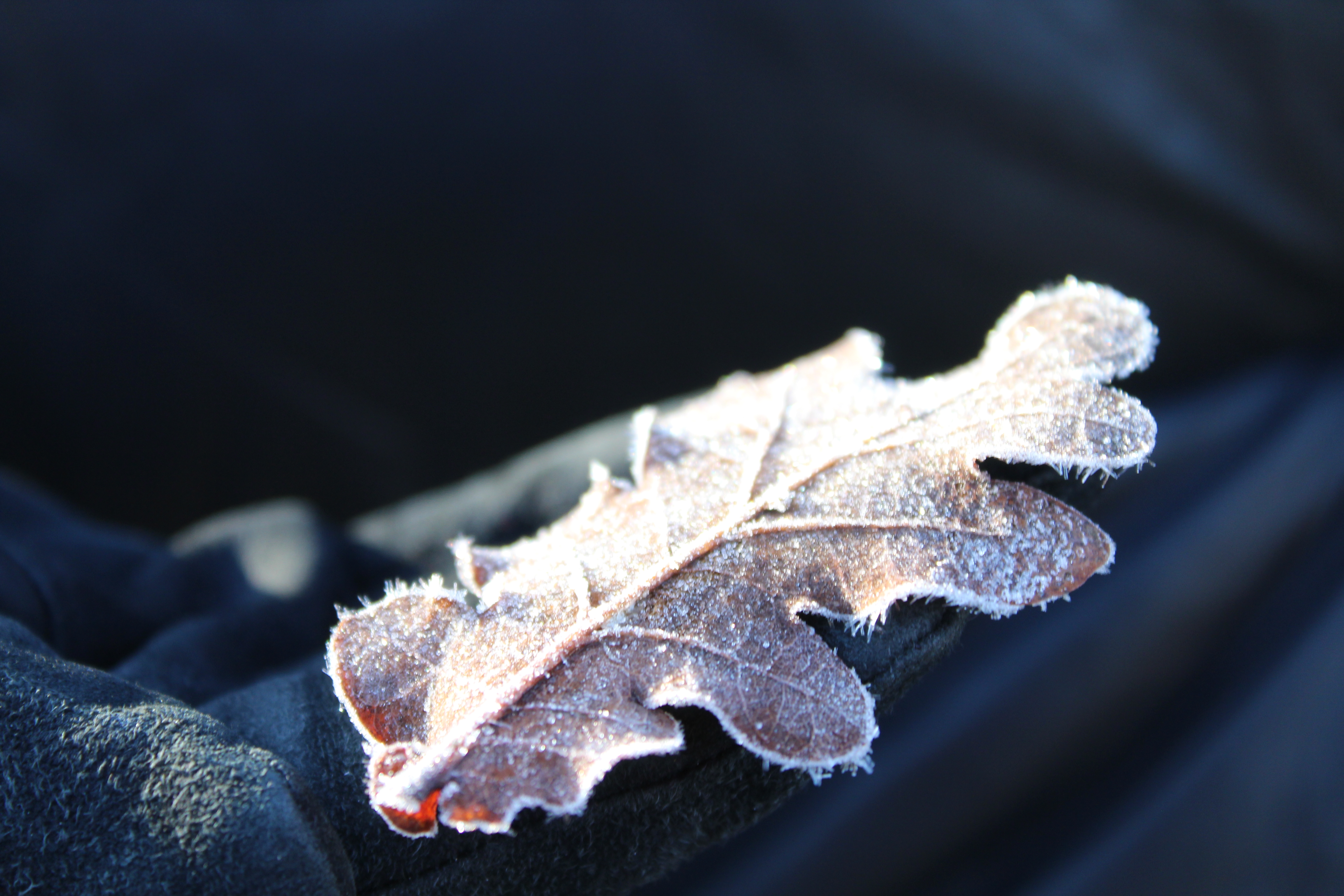 A frosted leaf sitting on a black glove.