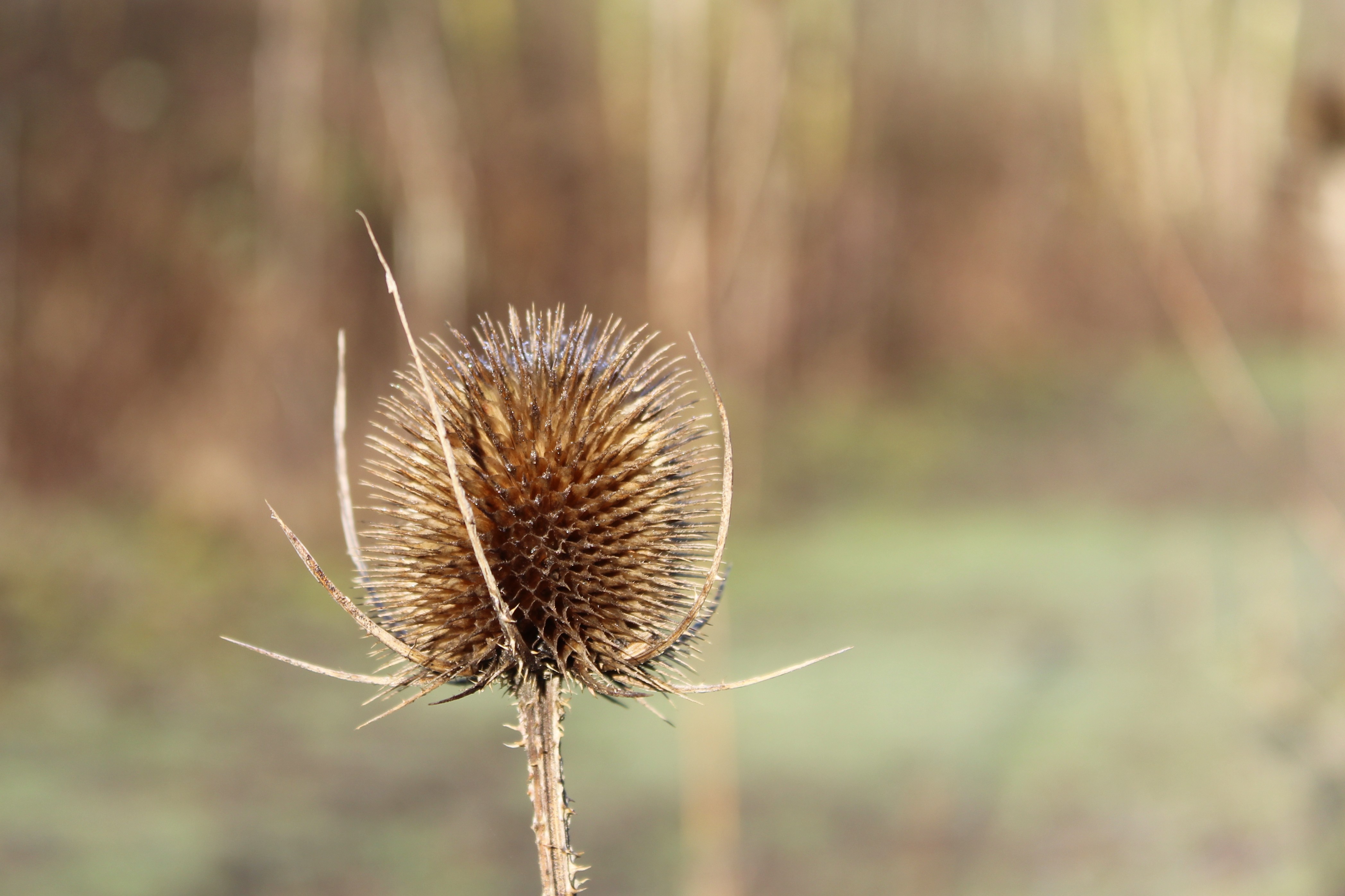 A macro shot of a tall flower's dead head.