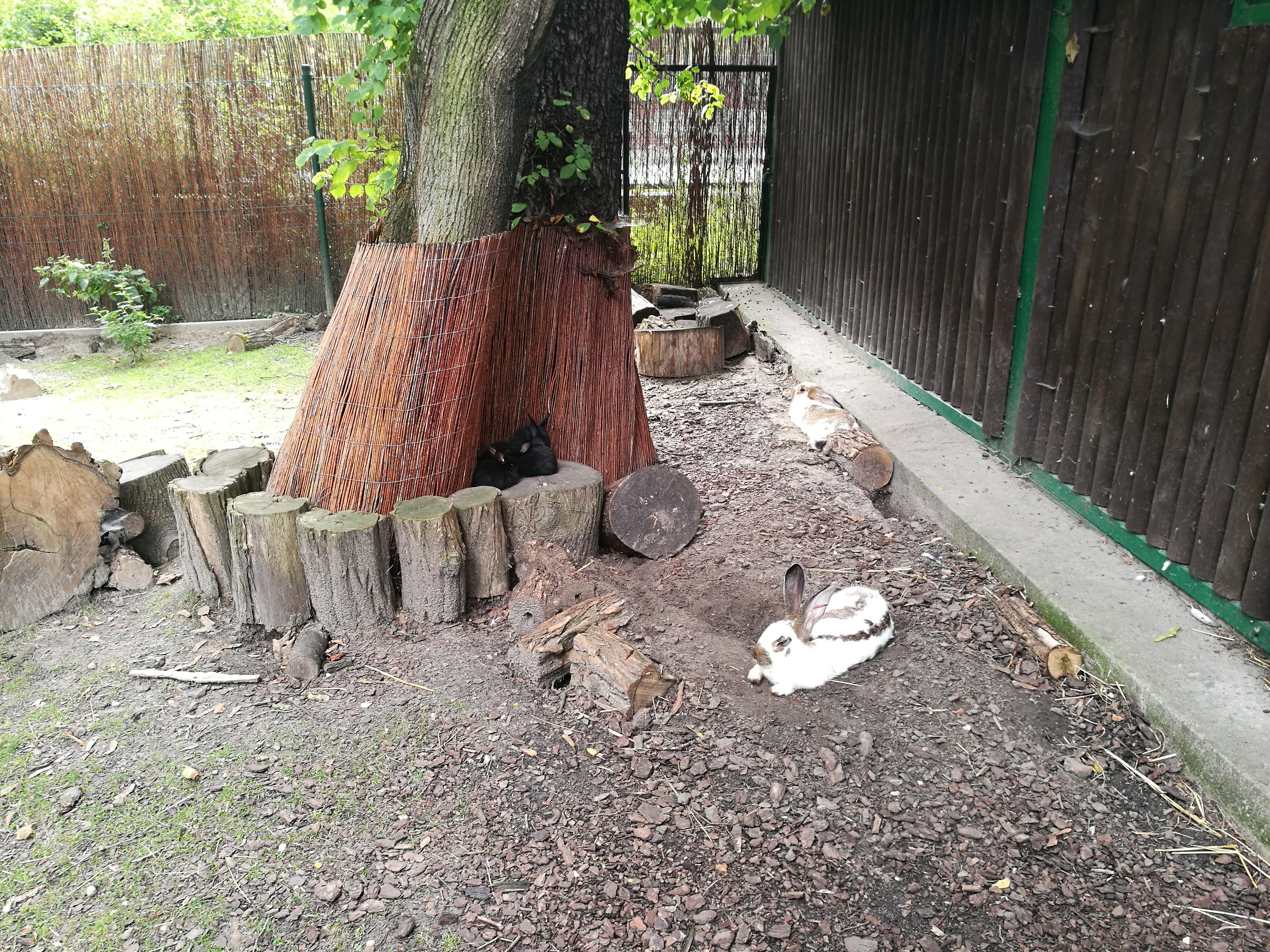 Bunnies in a zoo