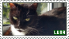 Luna the cat