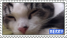 Merry the cat