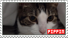 Pippin the cat